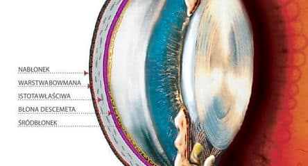 przekroj poprzeczny rogowki